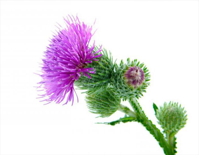 how to apply burdock oil on the face