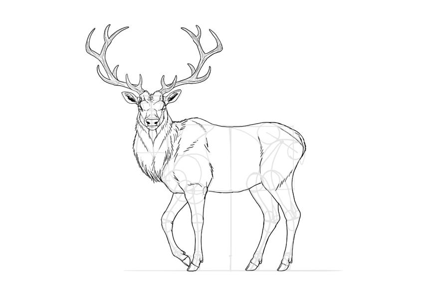 the details of the deer
