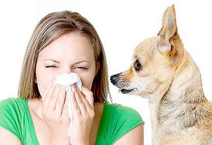 jak objawia się alergia na psy