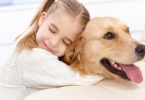 As the Allergy manifests in dogs, how long after?