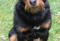 Jagd terrier: cins ve özellikleri özellikleri, köpek yetiştiricileri değerlendirmeleri özellikleri
