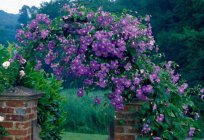 Why not bloom clematis? What to do, what to feed clematis?
