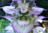 Sacred herb: medicinal properties of sage