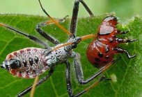 Łuk colorado beetle: larwy. Walka z колорадскими robale