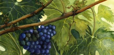 o chá de folhas de uva danos e benefícios