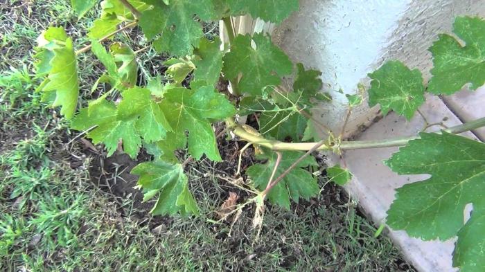 liście winogron korzystne właściwości skład