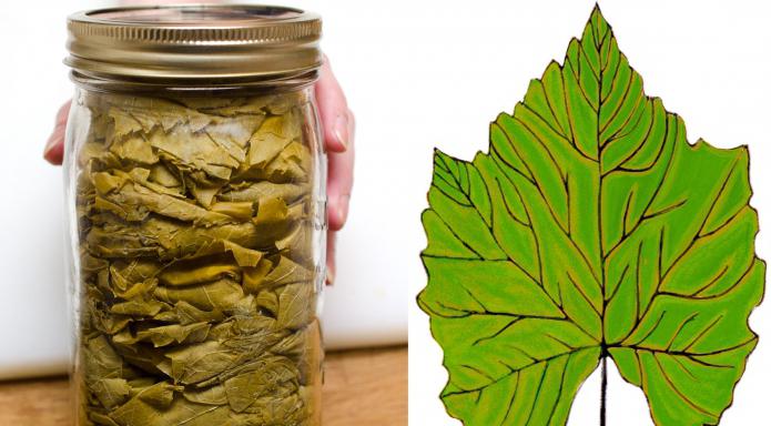brew of the vine leaves benefit and harm [