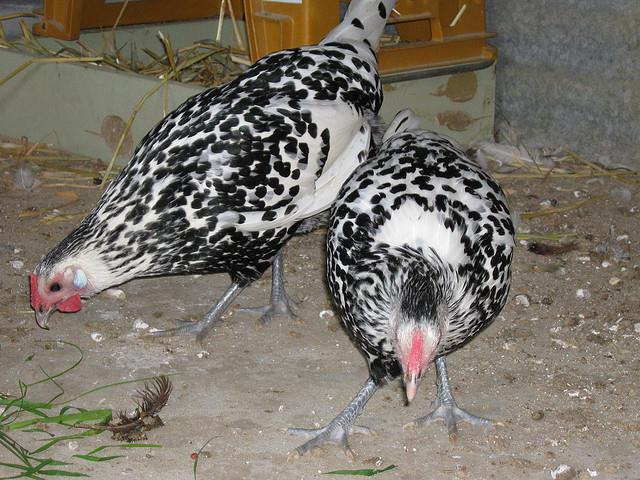 pushkinskaya galinha