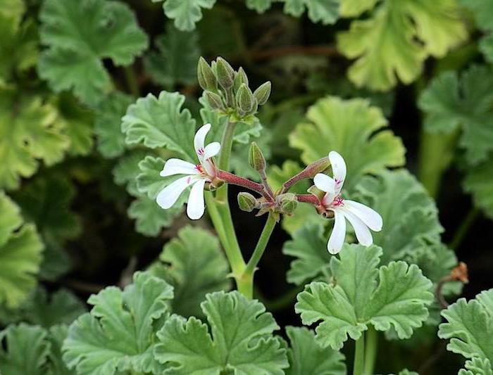 pelargonium fragrant with the scent of lilacs