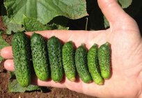 Cucumber Ecole novice semenovodstva