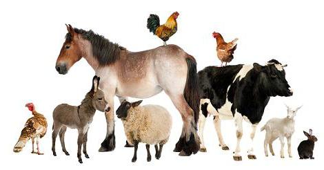 作物和牲畜的