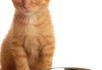 The right choice of cat food is the key to the health of a pet