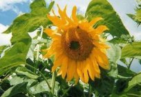 Sonnenblumenhonig Sojamehl: GOST, Zusammensetzung, Hersteller