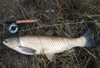 Grass carp fishing in the reeds and other attachments