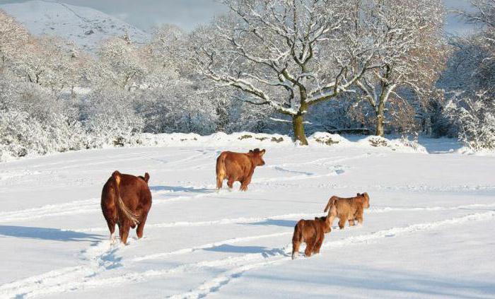 الأبقار في فصل الشتاء