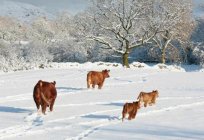 如何从干草一头牛的冬天? 特的动物福利