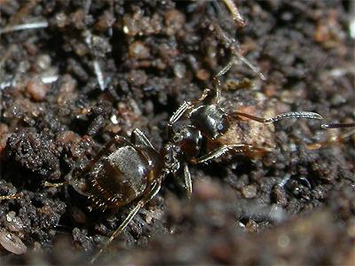 fêmea da formiga com asas