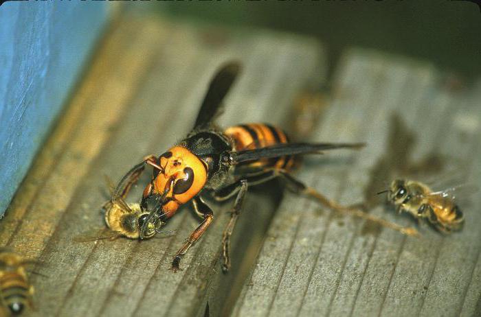 o que é perigoso vespas para o homem