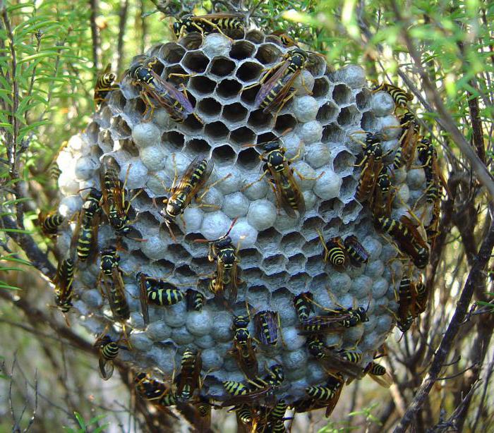 hornets ' nest