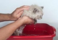 How to get rid of fleas in kittens: effective methods of struggle and prevention