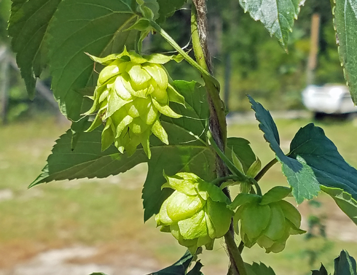 the use of hop cones