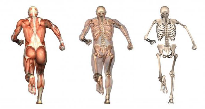 o Esqueleto e músculos
