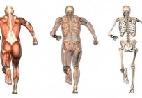 肌肉：类型的肌肉、功能、任命