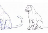 Cómo dibujar пантеру: guía para principiantes