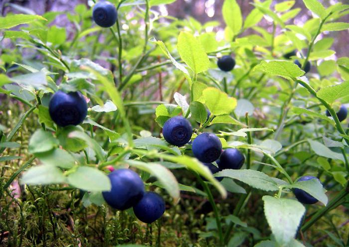 Blueberry Beere