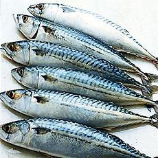 mackerel fish photo