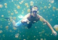 Медузы ў Тунісе - бедства для турыстаў
