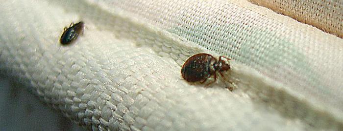 what are you afraid of bed bugs Pets