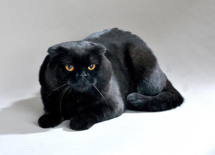 чорны вислоухий кот
