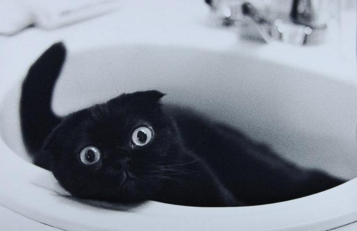вислоухий чорны кот фота