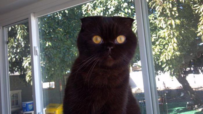 чорны брытанскі вислоухий кот