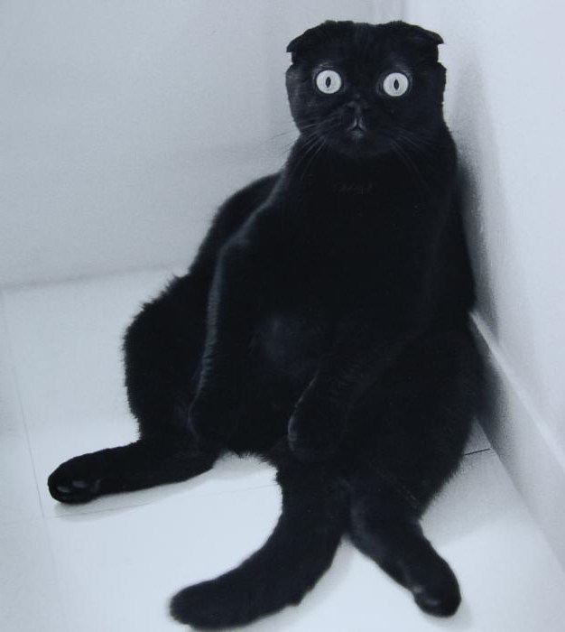 шатландскі вислоухий чорны кот
