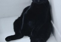 Negro вислоухий gato: descripción de la raza