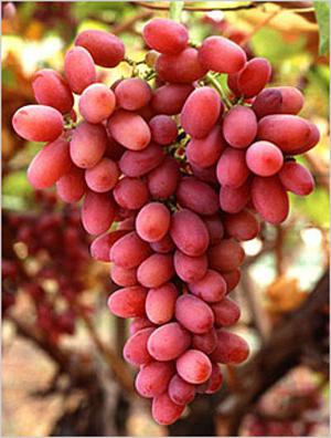 a transfiguração de uvas
