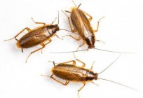 Заговоры от тараканов: тізім мәтін туралы пікірлер мен нәтижелері