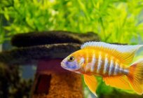 Simple guide: how to care for fish in an aquarium