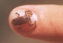 Нотатки натураліста. Яке воно - найменша тварина в світі?