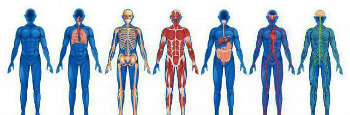 fonksiyonel vücut sistemleri