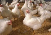 حديقة الأرض: ما لإطعام الدجاج اللاحم