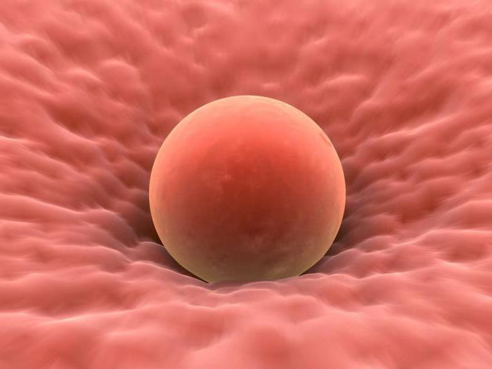 podarowane komórka jajowa embrion