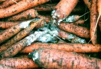 Шкоднікі морквы і барацьба з імі (фота)