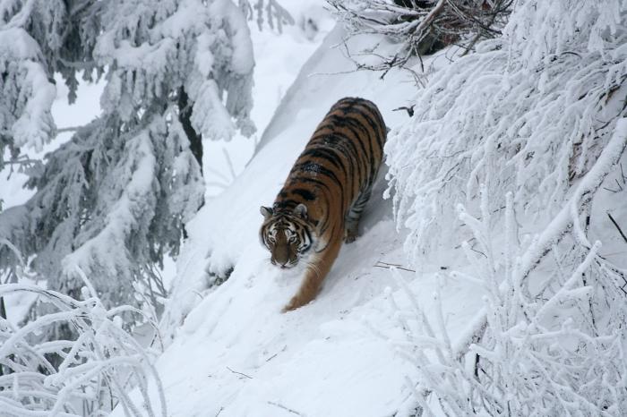 Siberian tiger red data book