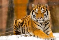 Ussuri tigre – norte de belo