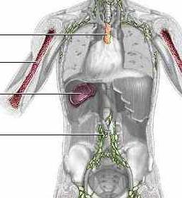 organları bağışıklık sistemi şeması