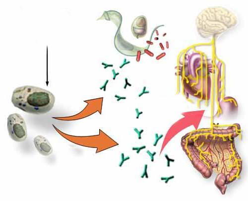 the peripheral organs of the immune system