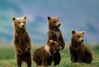 Braune Bären: Merkmale von Wachstum und Entwicklung